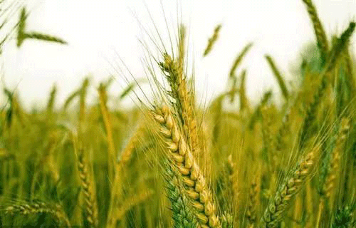 土壤檢測需要哪些設備？常用儀器介紹