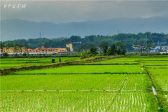 土壤水分速測儀調節土壤水分的方法？