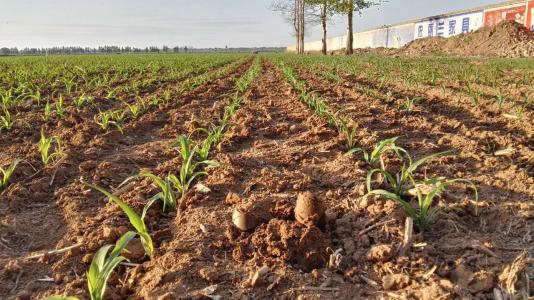 土壤水分匱乏 土壤水分匱乏
