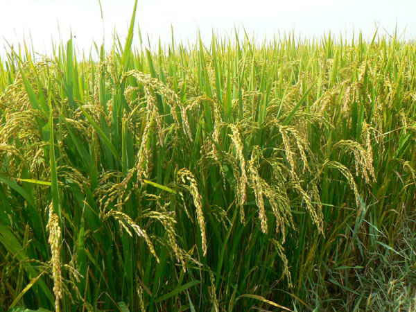 風途FT-LORA土壤墑情監測系統詳情