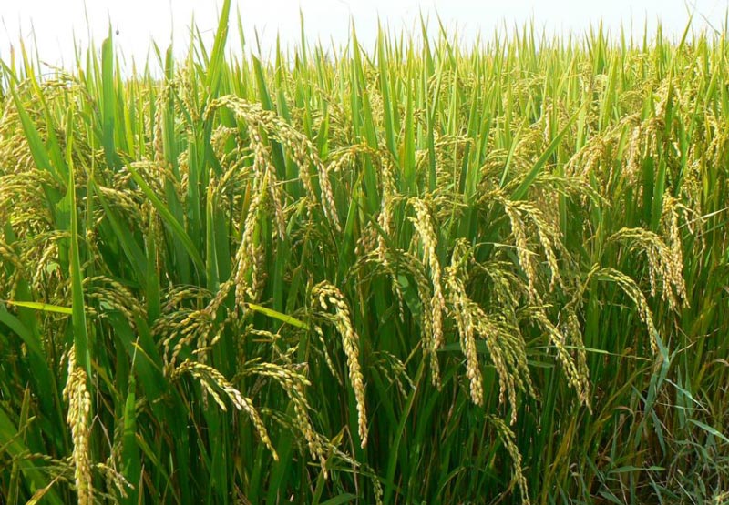 農田土壤墑情數據采集模塊工作原理