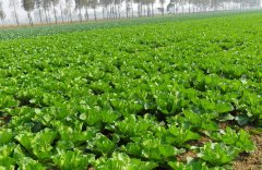 土壤墑情監測需要怎么取樣?