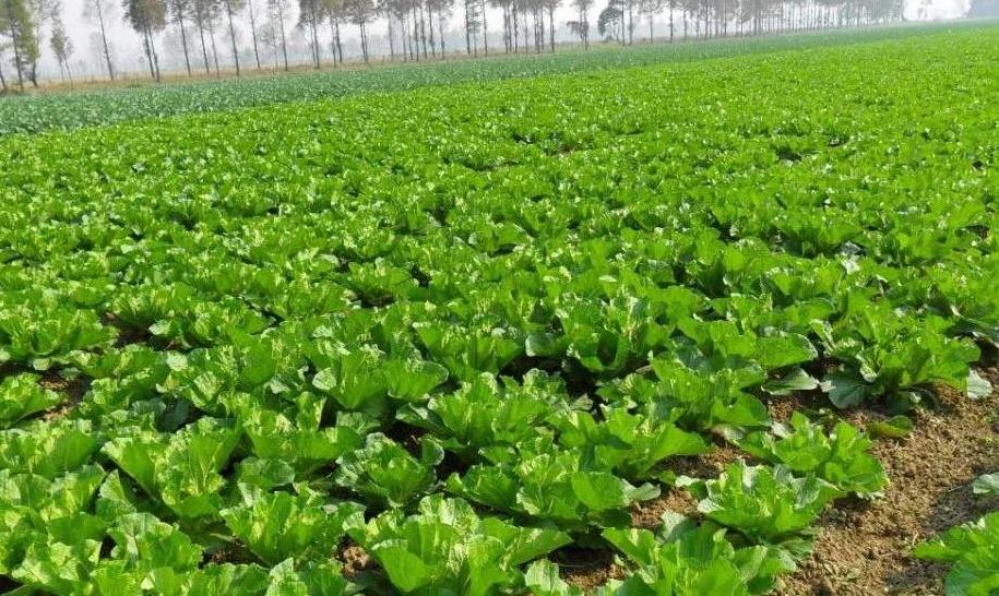 農業土壤墑情監測系統科學控制土壤濕度 農業土壤墑情監測系統科學控制土壤濕度