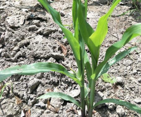 土壤墑情如何實現自動監測？