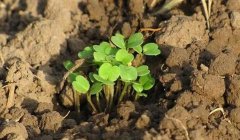 有了物聯(lián)網(wǎng)，土壤墑情監(jiān)測系統(tǒng)才有了“生命”！