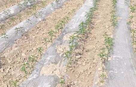 基于無線網絡的遠程墑情監(jiān)測系統(tǒng)介紹 基于無線網絡的遠程墑情監(jiān)測系統(tǒng)介紹