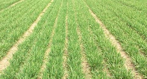 土壤墑情監測系統在防汛抗旱中的應用 土壤墑情監測系統在防汛抗旱中的應用