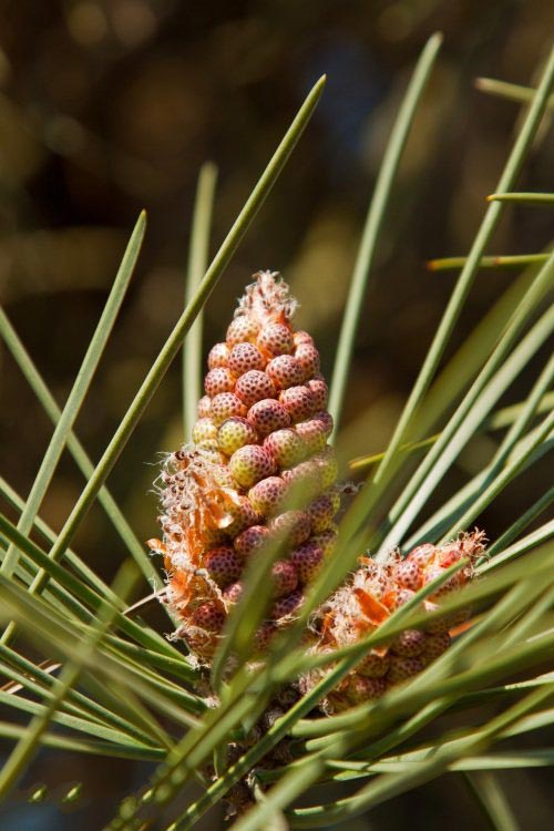 土壤水分實時監測設備是如何在菠蘿園發揮作用的？