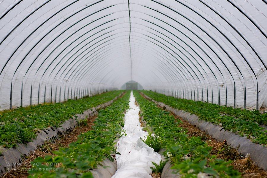 節水灌溉技術 節水灌溉技術